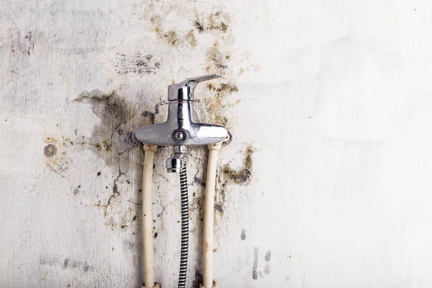 Best Emergency Mold Removal  in West Columbia, SC