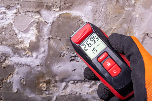 Best Same-Day Mold Removal  in West Columbia, SC