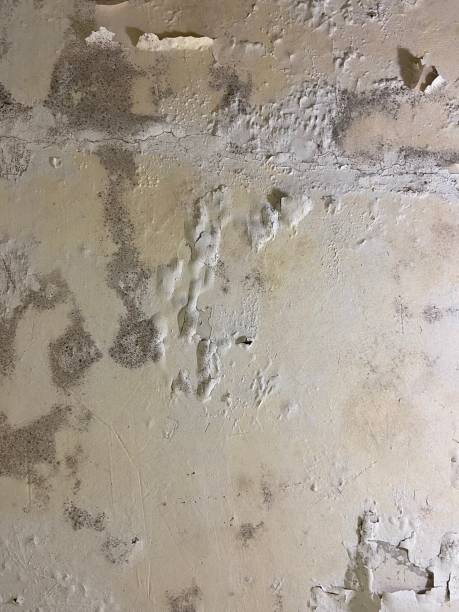 Best Affordable Mold Removal  in West Columbia, SC