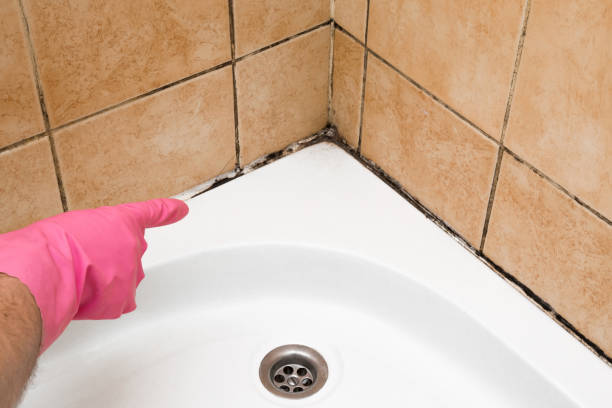 Best Same-Day Mold Removal  in West Columbia, SC